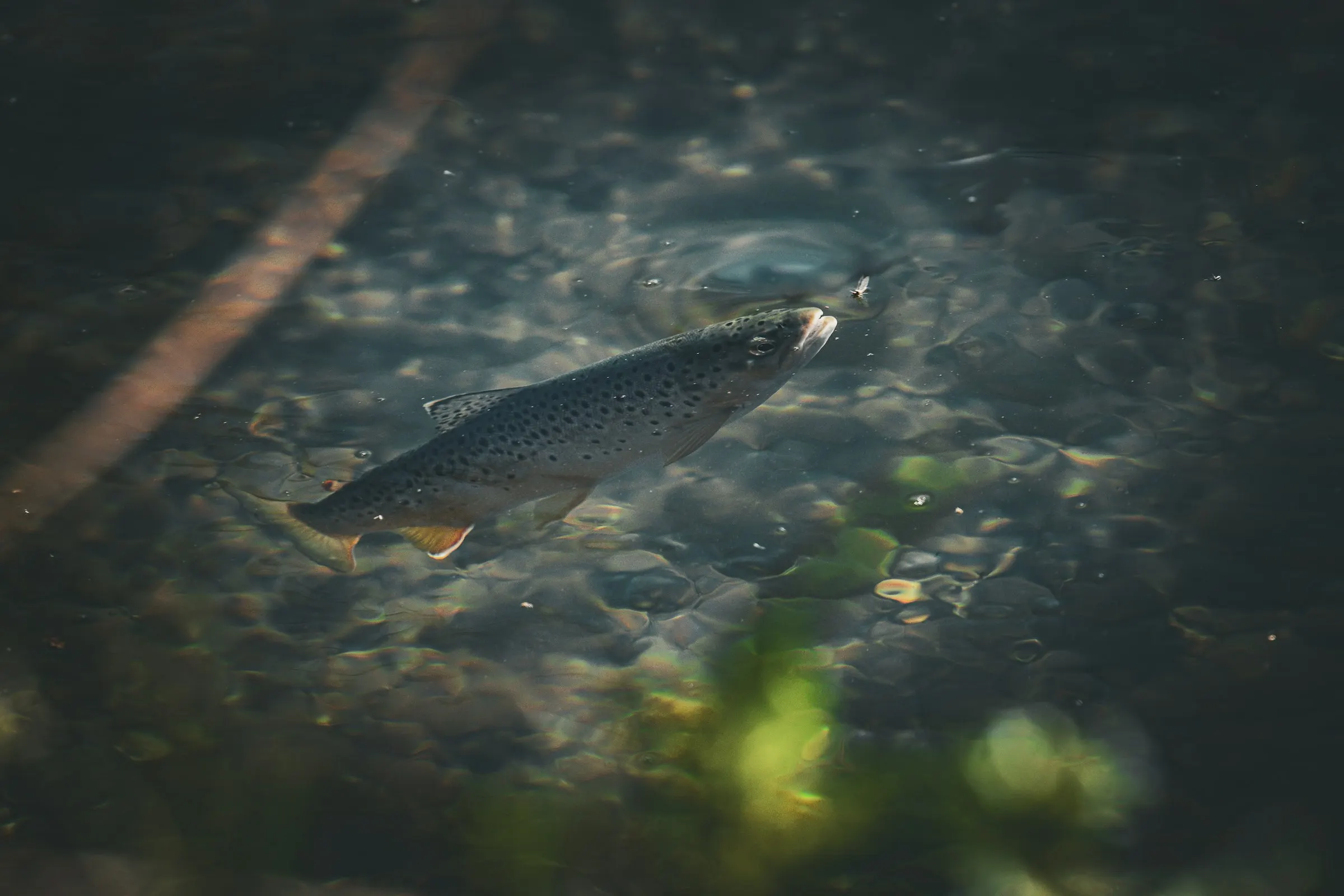 A trout holding in clear river water