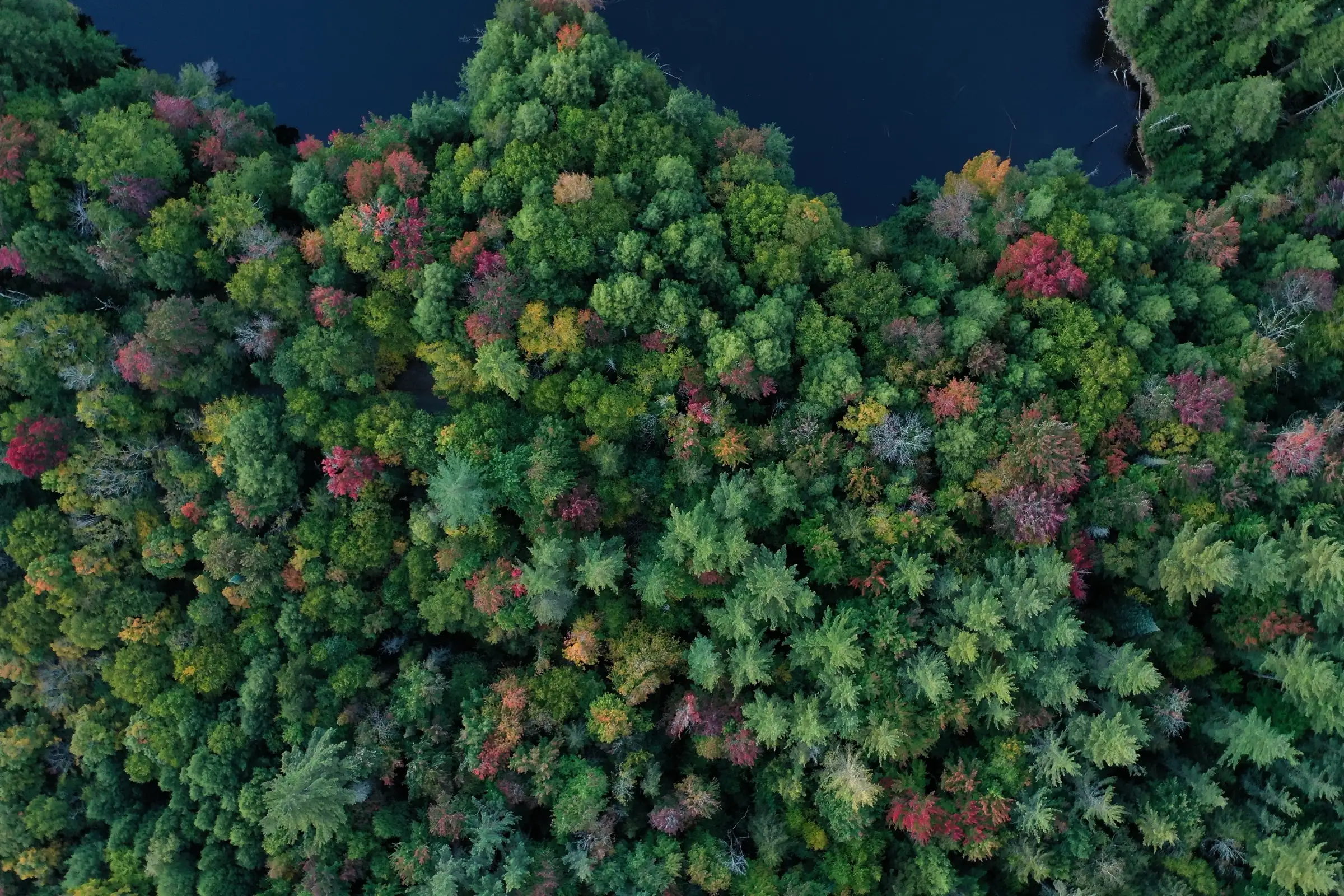 Aerial view of a forested restoration landscape in autumn color